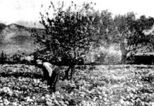 Άσπρο τριαντάφυλλο κρατώ