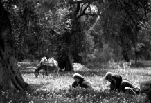 Πα σε πράσινο λιβάδι