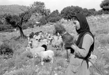 Ποιός πιθιρός