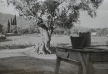 Κοντούλα λεμονιά