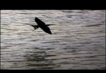 Μαύρα μου χελιδόνια.