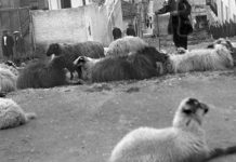 Μπιρμπίλη πού ‘ν’ τα πρόβατα