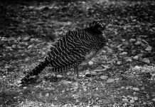 Μια πέρδικα παινεύτηκε