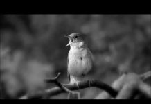 Τι καλά το λέει τ’ αηδόνι