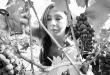 Σταφύλι μου και μοσχοστάφυλο