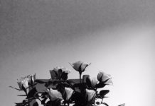 Κόκκινη τριανταφυλλιά μου