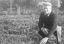 Μενεξέδες και ζουμπούλια