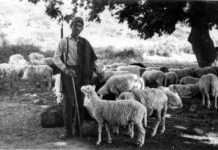 Έρθαν πουλί μ’ να παίρνε με