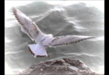 Γουρπάνη σ’ περιστέρα μ