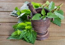 Παρασκευή εκχυλίσματος τσουκνίδας Παρασκευή εκχυλίσματος τσουκνίδας