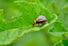 Η χρησιμότητα των ζιζανίων στο χωράφι Η χρησιμότητα των ζιζανίων στο χωράφι